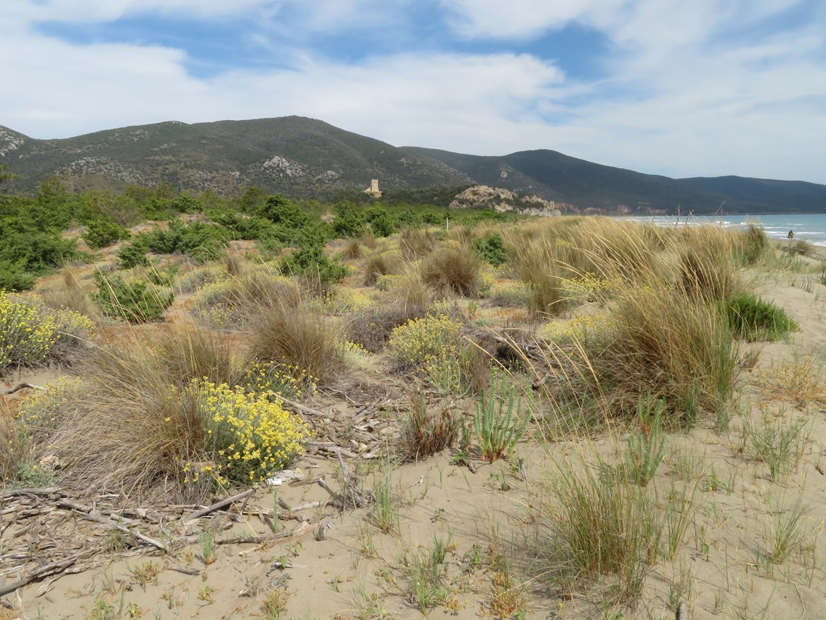 Pobřežní duny jsou biotopem, jehož flóra a vegetace se v čase nejvíce mění. Hlavním problémem je zde zejména šíření nepůvodních rostlinných druhů. Foto: Milan Chytrý