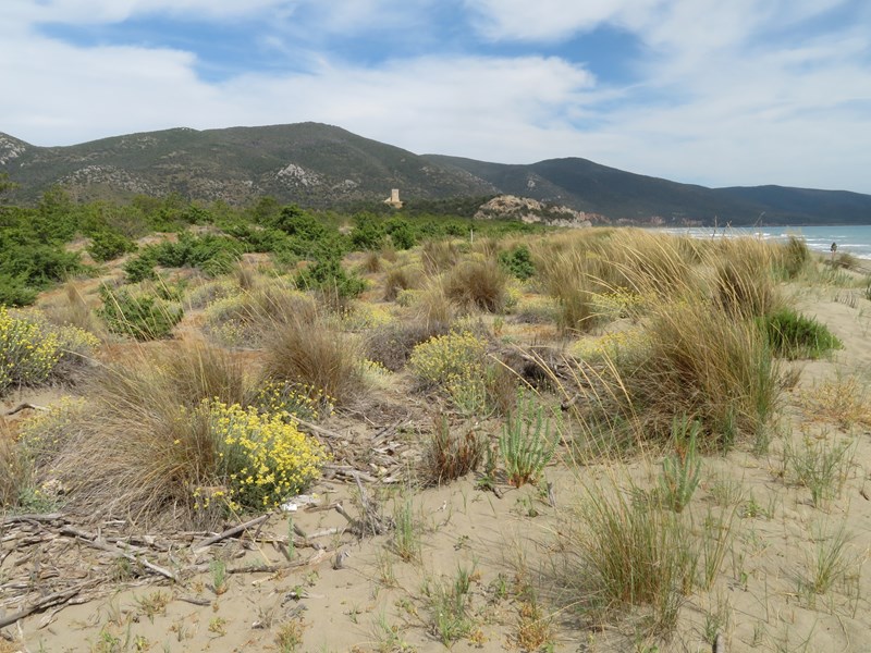 Coastal dunes are the habitats whose flora and vegetation have changed the most over time. The main problem here is the spread of non-native plant species. Photo: Milan Chytrý