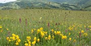 První celoevropská databáze dokládá úbytek rozmanitosti rostlinných druhů