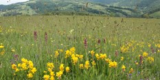 The first pan-European database documents the decline in plant species diversity