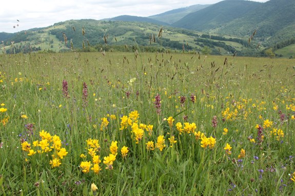 Species-rich meadows were formerly widespread throughout Europe. However, they have been preserved to this day only where extensive farming with limited fertilization persists, such as in the Romanian Carpathians. Photo: Milan Chytrý