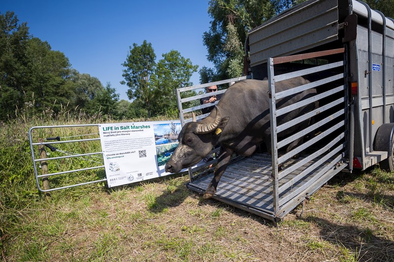 Vypuštění buvolů na pastvinu. Foto: Radek Míča