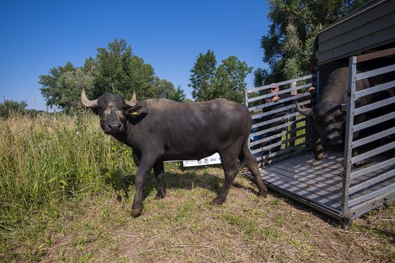 Vypuštění buvolů na pastvinu. Foto: Radek Míča
