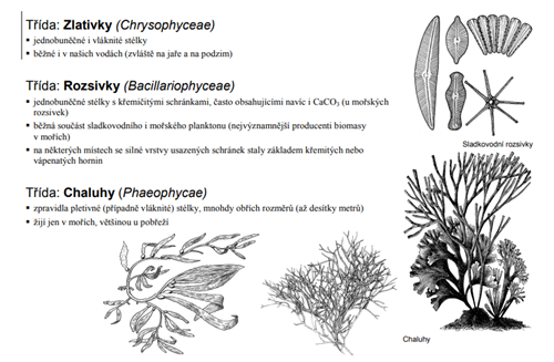 Materiály pro výuku biologie: Řasy, zdroj: Gymnázium Milady Horákové