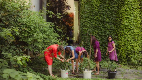 V rámci vytváření příjemného pracovního prostředí si lidé z Ústřední knihovny FF MU mohou na zahradě pěstovat zeleninu. Foto: Helena Bortlíčková