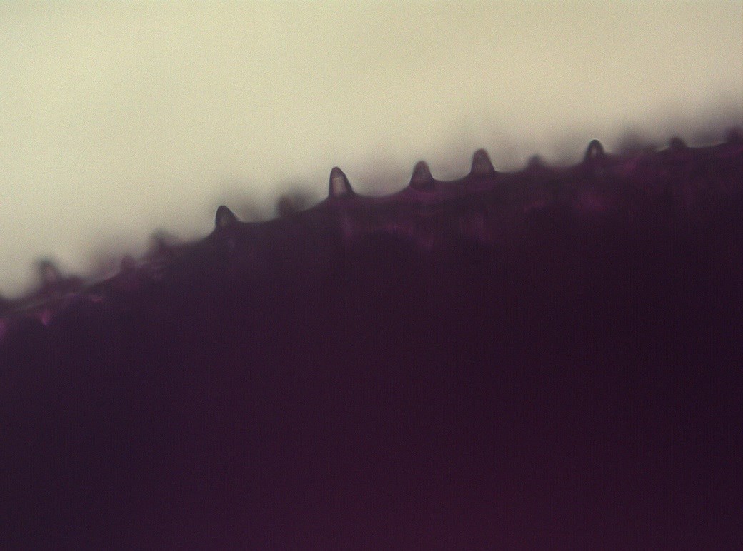 Obr. 1: Papily na korunním lístku violky, snímek z optického mikroskopu. Zvětšení 400x. Autor: Leona Zuzáková