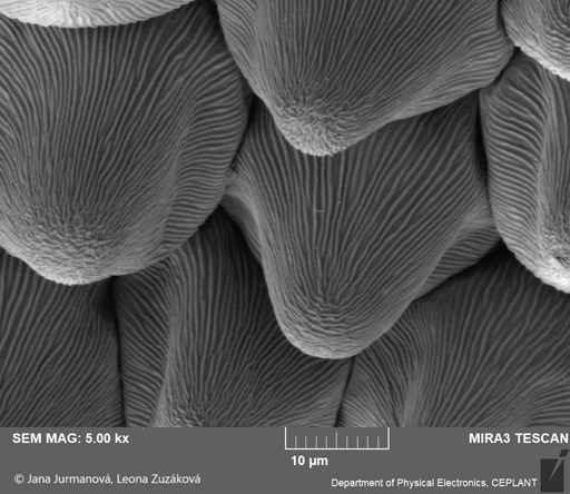 Obr. 2a: Papily na korunním lístku violky, snímek z elektronového mikroskopu. Foto Jana Jurmanová a Leona Zuzáková