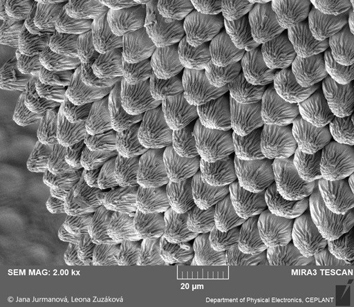 Obr. 3a: Papily na korunním lístku růže, snímek z elektronového mikroskopu. Autor: Jana Jurmanová a Leona Zuzáková