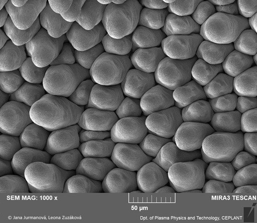 Obr. 4a: Papily na korunním lístku krásenky, snímek z elektronového mikroskopu. Foto Jana Jurmanová a Leona Zuzáková