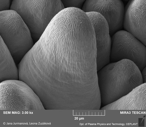 Obr. 4b: Papily na korunním lístku krásenky, snímek z elektronového mikroskopu. Foto Jana Jurmanová a Leona Zuzáková