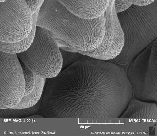 Obr. 5b: Papily na korunním lístku jiřinky, snímek z elektronového mikroskopu. Foto Jana Jurmanová a Leona Zuzáková