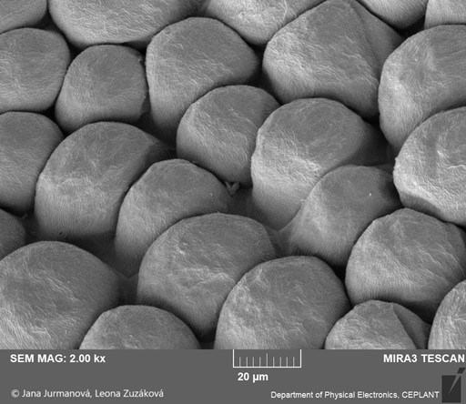 Obr. 7a: Papily na korunním lístku africké fialky, snímek z elektronového mikroskopu. Foto Jana Jurmanová a Leona Zuzáková