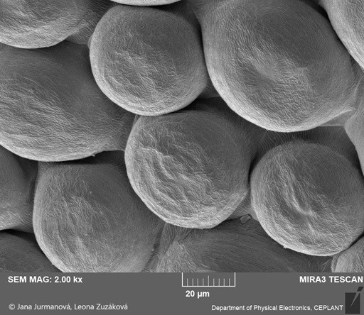 Obr. 7b: Papily na korunním lístku africké fialky, snímek z elektronového mikroskopu. Foto Jana Jurmanová a Leona Zuzáková