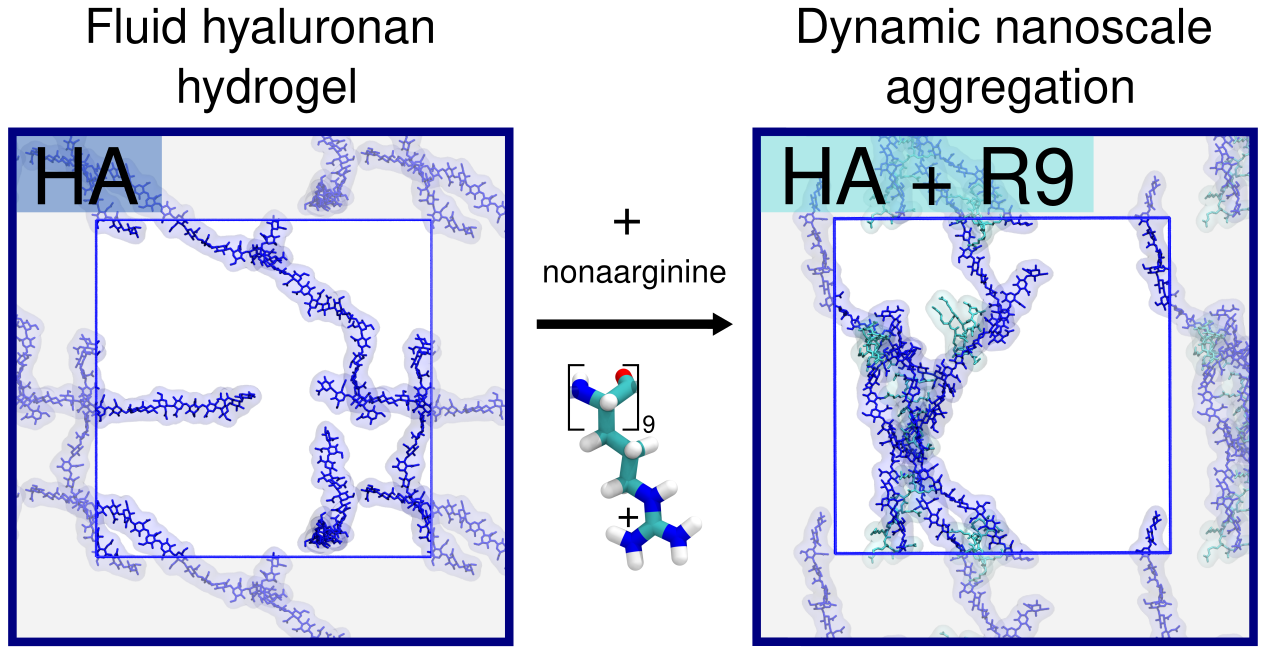 Transient formation of supramolecular complexes between hyaluronan and oligopeptides at submicromolar concentration