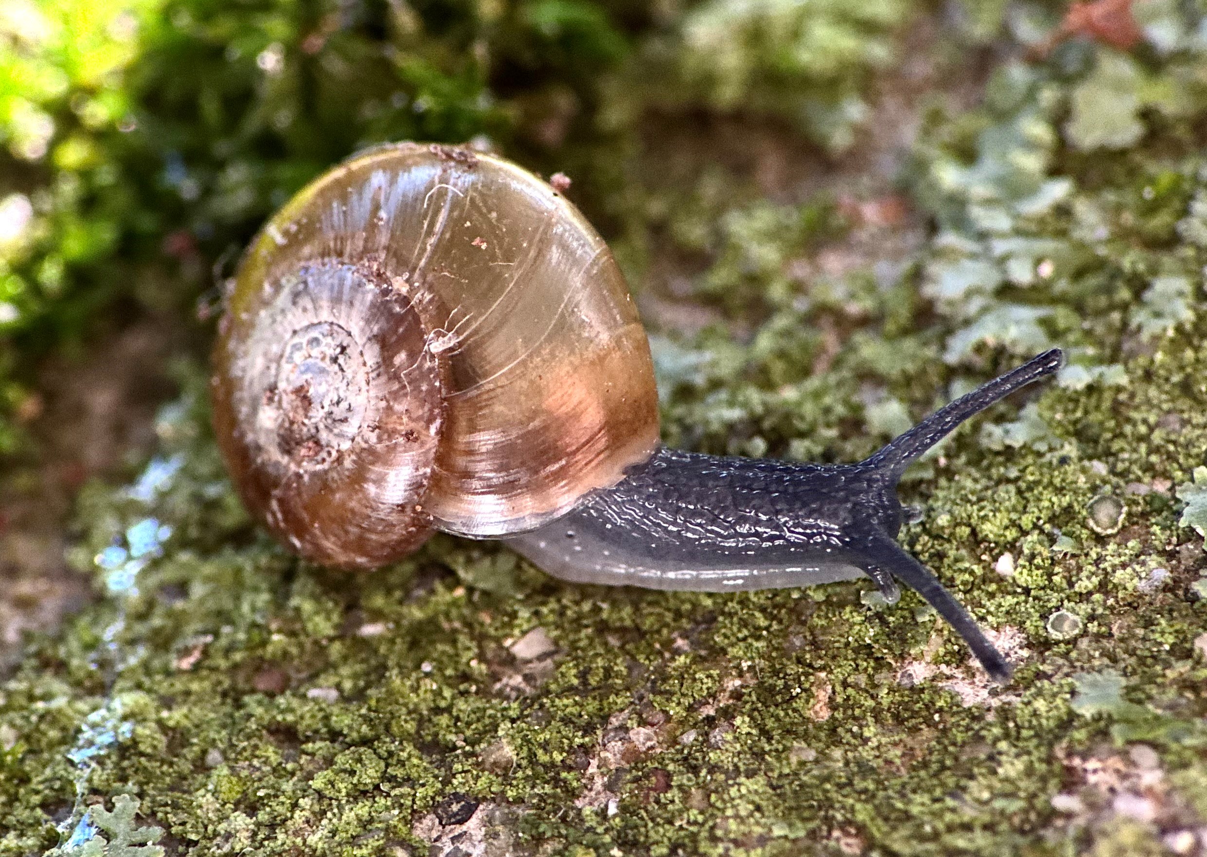 Colleagues from the Department of Botany and Zoology have developed new genetic tools to uncover the species diversity of snails