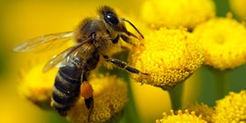 Experts describe viruses that attack bees