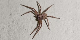 Revoluční objev v sexuálním životě pavouků