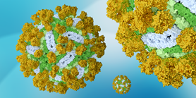 Scientists from CEITEC discovered how an antibody neutralizes the encephalitis virus