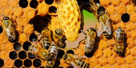 Scientists from CEITEC demonstrated the way a sacbrood honeybee virus enters the cells