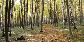 Botanici zmapovali druhové bohatství evropských lesů